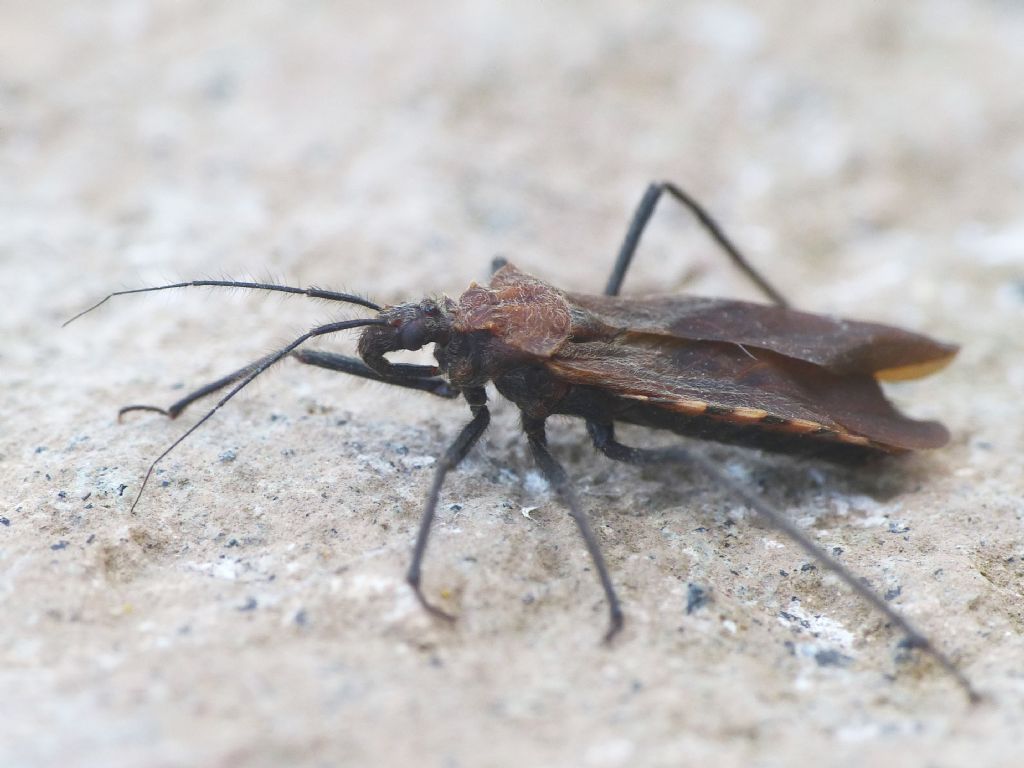 Holotrichius? S, Holotrichius denudatus, maschio (Reduviidae)